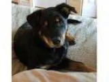 Adopt Blackie a German Shepherd Dog