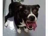 Adopt Minnie a Black - with White Pit Bull Terrier  Mixed dog in