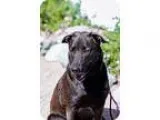 Adopt Buddy a Belgian Shepherd Malinois Labrador Retriever