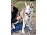 Adopt Isaac 100 a RedGoldenOrangeCh estnut - with White Siberian