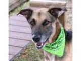Adopt Champ a German Shepherd Dog