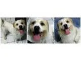 Adopt King a Border Terrier
