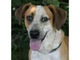 Adopt COPPERLow FeesNeutered a RedGoldenOrangeCh estnut - with W