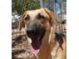 Adopt Koda a German Shepherd Dog