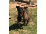 Adopt Hypie a Corgi Belgian Shepherd Malinois