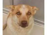 Adopt Marigold a Cattle Dog Shepherd