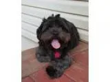 Adopt Jody a Black Shih Tzu  Silky Terrier  Mixed dog in Duluth 