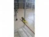 Adopt Tweety a BudgieBudgerigar