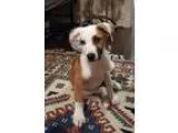 Adopt King Tut a Tricolor (TanBrown and Black and White) Beagle 