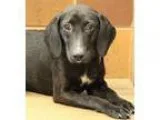 Adopt Shiraz a Labrador Retriever