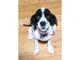 Adopt Angus a Black - with White Cocker Spaniel  Mixed dog in Sc