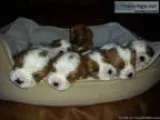 Cavalier King Charles Puppies