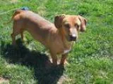 Adopt Tater Tot a Dachshund  Labrador Retriever  Mixed dog in An