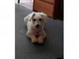 Adopt Billy a Poodle (Standard) Mixed dog in Valparaiso IN (