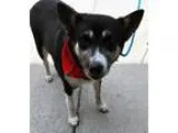 Fiji - Male Chihuahua Mix