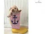 Adorable Yellow Lab Male Puppy Full Akc Registered