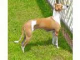 Adopt Rossi in Houston a BrownChocolate - with White Italian Gre