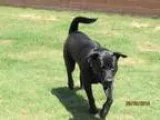 Adopt A075582 a Black Labrador Retriever  Mixed dog in Grovetown