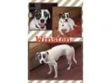 Adopt Winston a Treeing Walker Coonhound  Mixed dog in Mauston W