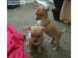 Tiny Chihuahuas