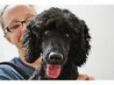 Adopt Jasper a Miniature Poodle Mixed dog in LaHarpe KS (