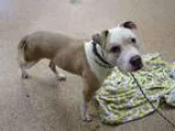 Adopt MARSHALL a Pit Bull Terrier  Mixed dog in Springfield MA (