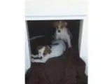 Adopt Sierra a White - with Tan Yellow or Fawn Terrier (Unknown 