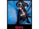 Adopt Sam a Black - with Tan Yellow or Fawn Dachshund  Mixed dog