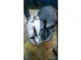 Fancine - Female Domestic Shorthair Mix