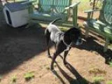 Adopt EMBER a Labrador Retriever  Mixed dog in Grovetown GA (155