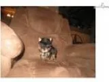 Awesome  Teacup Female Yorkie