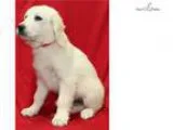 Susie WE DELIVER PUPPIES TO YOUR DOOR