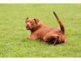Adopt Lilly Belle a RedGoldenOrangeCh estnut Labrador Retriever 