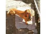 Adopt Buddie a Dachshund  Mixed dog in Salt Lake City UT (158270