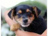 Adopt Three Musketeers Puppies - Male a Black - with Tan