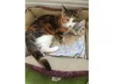 Adopt Iona a Calico