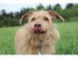 Adopt Billy-Just Arrived from Puerto Rico a Terrier