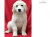 Amy WE DELIVER PUPPIES RIGHT TO YOUR DOOR