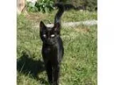 Adopt Amos and Andy a Domestic Short Hair-black