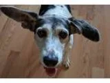 Adopt Abby a Beagle  Shepherd (Unknown Type)  Mixed dog in Durha