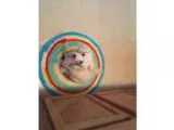 Adopt Ellie a White Poodle (Miniature)  Mixed dog in Camas WA (1