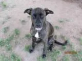 Adopt A074924 a Black Labrador Retriever  Mixed dog in Grovetown