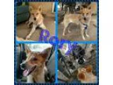 Adopt Rory a Cattle Dog