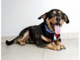 Adopt Kono D160895 a Black - with Tan Yellow or Fawn Basset Houn