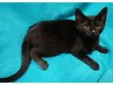 Adopt Ravioli (in Foster Care) a All Black Domestic Shorthair  M