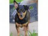 Adopt Molly a Corgi Dachshund