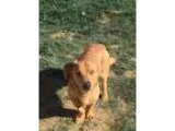 Aurora - Female Miniature Pinscher Mix