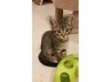 Adopt Sally a Brown Tabby Domestic Shorthair (short coat) cat in