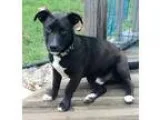 Adopt Duke Noble LOCAL a Black - with White Basset Hound  Labrad