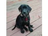 Adopt London a Black Labrador Retriever  Mixed dog in Duluth GA 